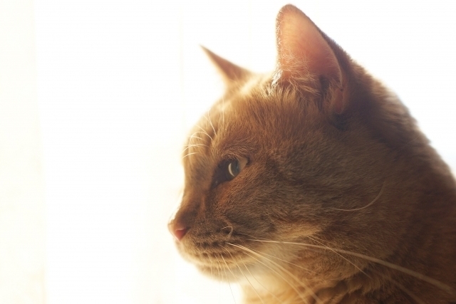 お電話の際にお伺いする内容について